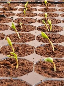 Plug Life 80/20 (Peat Mix) 104 -Garden Care Hub grow media plug life peat mix 104 38398158012631