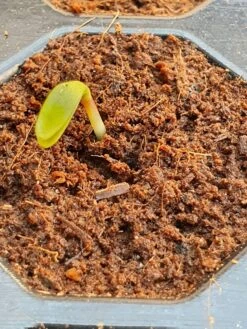 Plug Life 80/20 (Peat Mix) 104 -Garden Care Hub grow media plug life peat mix 104 38398158536919