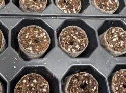 Plug Life Special Mix 104 5 Plug Life Special Mix 104 -Garden Care Hub grow media plug life special mix 104 71741634576757