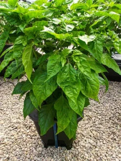 Oxypot Single Kit - 19L 7 Oxypot Single Kit - 19L -Garden Care Hub grow systems oxypot single kit 19l 39199938379991