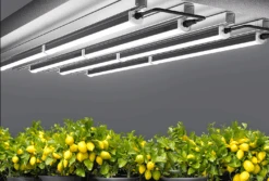 Aether Undercanopy Grow Lights 120w 17 Aether Undercanopy Grow Lights 120w -Garden Care Hub led grow light aether undercanopy lights 120w 71265397932405