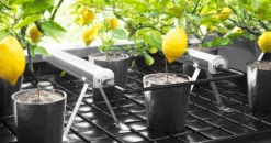 Aether Undercanopy Grow Lights 120w 15 Aether Undercanopy Grow Lights 120w -Garden Care Hub led grow light aether undercanopy lights 120w 71265397997941