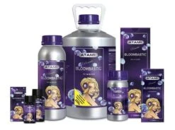 Bcuzz - Atami - Bloombastic