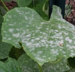 Optic Foliar Atak - Powdery Mildew Treatment 12 Optic Foliar Atak - Powdery Mildew Treatment -Garden Care Hub pest diseases optic foliar atak powdery mildew treatment 41081015959767