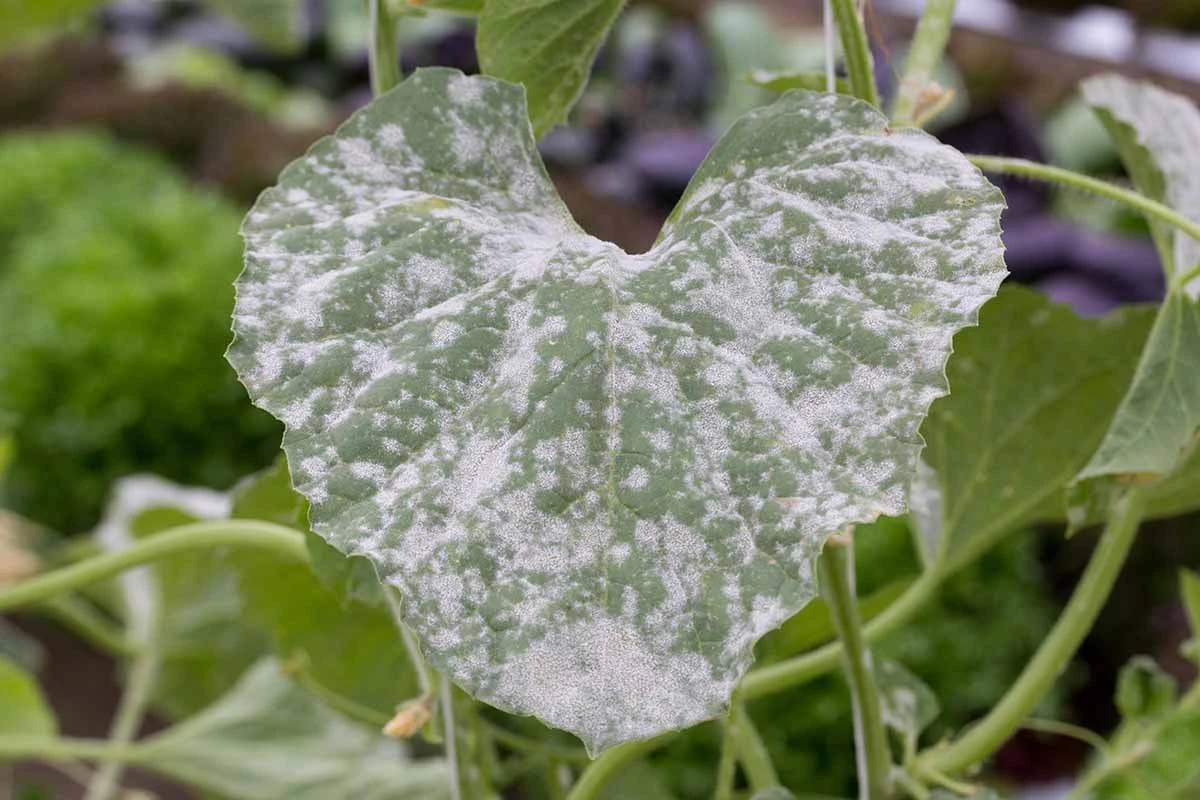 Optic Foliar Atak - Powdery Mildew Treatment 7 Optic Foliar Atak - Powdery Mildew Treatment - Image 7